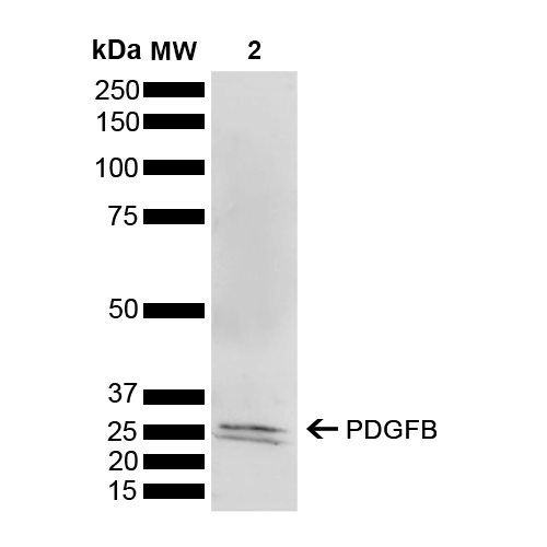 - PDGFB Antibody ASM10641